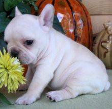 AWESOME PERSONALITY FRENCH BULLDOG PUPPIES FOR ADOPTION
