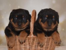 AWESOME PERSONALITY ROTTWEILER PUPPIES FOR ADOPTION