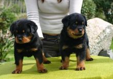 AWESOME PERSONALITY ROTTWEILER PUPPIES FOR ADOPTION