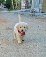 Cute Lovely Golden Retrievers Puppies Male and Female for adoption
