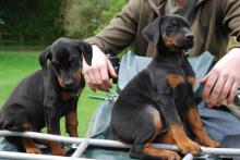 Doberman puppies