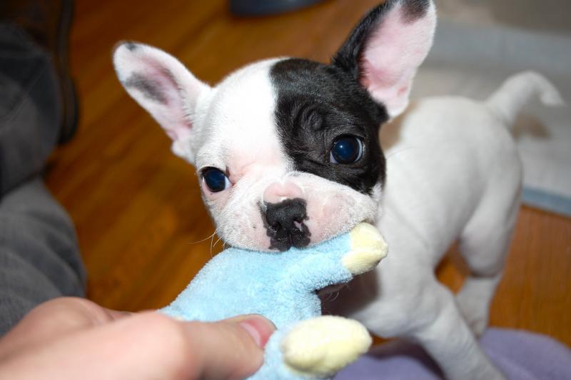AWESOME PERSONALITY FRENCH BULLDOG PUPPIES FOR ADOPTION Image eClassifieds4u