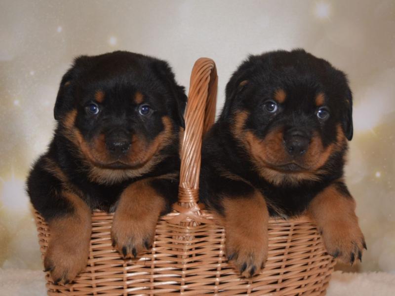 AWESOME PERSONALITY ROTTWEILER PUPPIES FOR ADOPTION Image eClassifieds4u