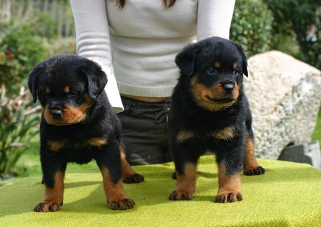 AWESOME PERSONALITY ROTTWEILER PUPPIES FOR ADOPTION Image eClassifieds4u