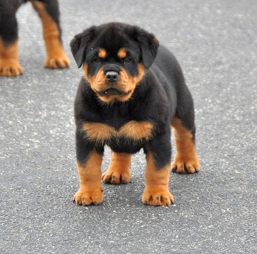 AWESOME PERSONALITY ROTTWEILER PUPPIES FOR ADOPTION Image eClassifieds4u