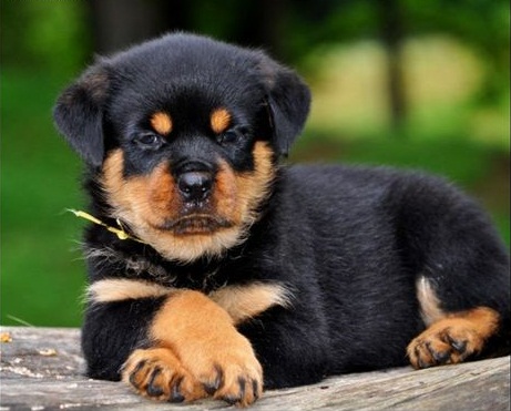 AWESOME PERSONALITY ROTTWEILER PUPPIES FOR ADOPTION Image eClassifieds4u