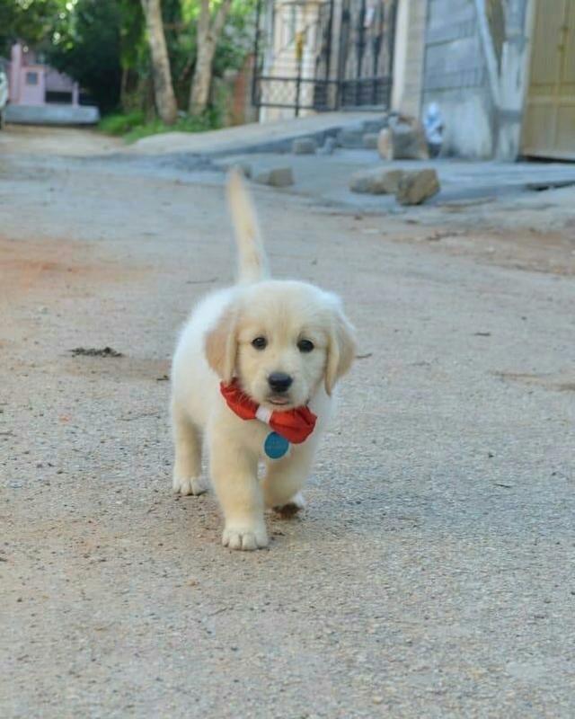 Cute Lovely Golden Retrievers Puppies Male and Female for adoption Image eClassifieds4u