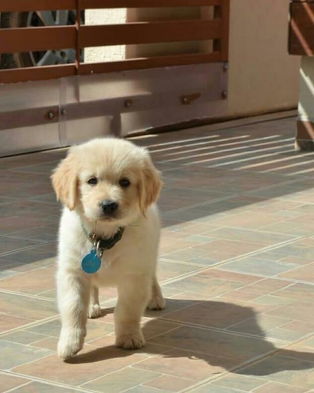 Cute Lovely Golden Retrievers Puppies Male and Female for adoption Image eClassifieds4u