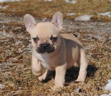 AWESOME PERSONALITY FRENCH BULLDOG PUPPIES FOR ADOPTION Image eClassifieds4u 2
