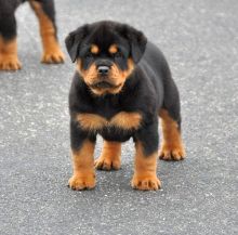 AWESOME PERSONALITY ROTTWEILER PUPPIES FOR ADOPTION Image eClassifieds4u 1