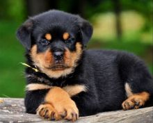 AWESOME PERSONALITY ROTTWEILER PUPPIES FOR ADOPTION Image eClassifieds4U