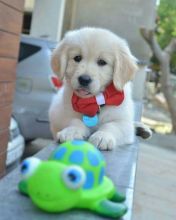 Cute Lovely Golden Retrievers Puppies Male and Female for adoption Image eClassifieds4U