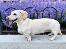 Excellence Dachshund Puppies Male and Female for adoption
