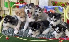 Outstanding Siberian Husky Pups