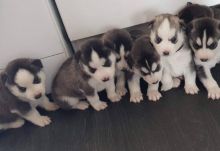 Socialized Siberian Husky Puppies