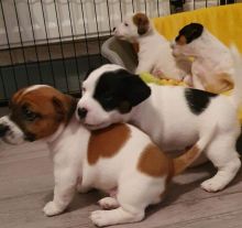 4 Jack Russell Puppies Ready For Their New Home