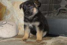 GORGEOUS GERMAN SHEPHERD FOR ADOPTION