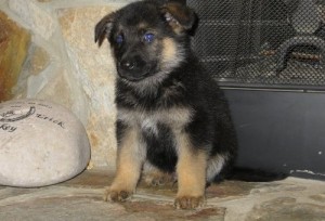 GORGEOUS GERMAN SHEPHERD FOR ADOPTION Image eClassifieds4u