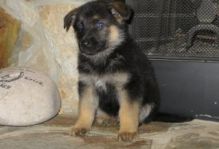 GORGEOUS GERMAN SHEPHERD FOR ADOPTION Image eClassifieds4U