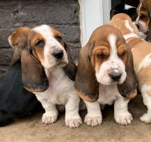 Healthy Basset Hound Pups available