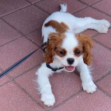 LOVING CAVALIER KING CHARLES PUPPIES FOR ADOPTION