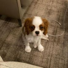 LOVING CAVALIER KING CHARLES PUPPIES FOR ADOPTION