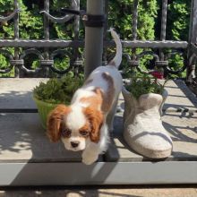 LOVING CAVALIER KING CHARLES PUPPIES FOR ADOPTION