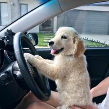 MALE AND FEMALE GOLDEN RETRIEVER FOR ADOPTION