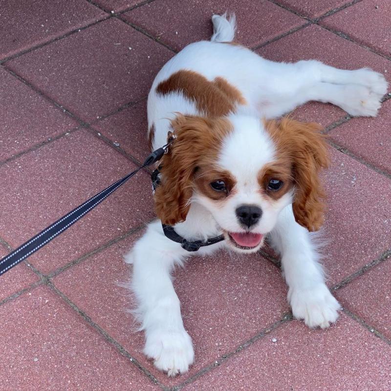LOVING CAVALIER KING CHARLES PUPPIES FOR ADOPTION Image eClassifieds4u
