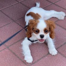LOVING CAVALIER KING CHARLES PUPPIES FOR ADOPTION Image eClassifieds4u 2