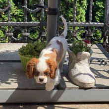 LOVING CAVALIER KING CHARLES PUPPIES FOR ADOPTION Image eClassifieds4U