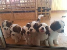 Saint Bernard Puppies Available Image eClassifieds4u 1