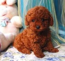 Gorgeous Toy Poodle Puppies