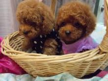 male and female Toy Poodle Puppies