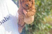 Toy Poodle puppies Ready now