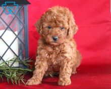 Toy Poodle puppies Ready now
