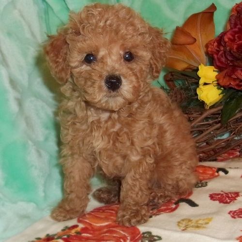 Cute Toy Poodle puppies for rehoming. Image eClassifieds4u