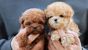 Toy Poodle puppies for rehoming. Image eClassifieds4u