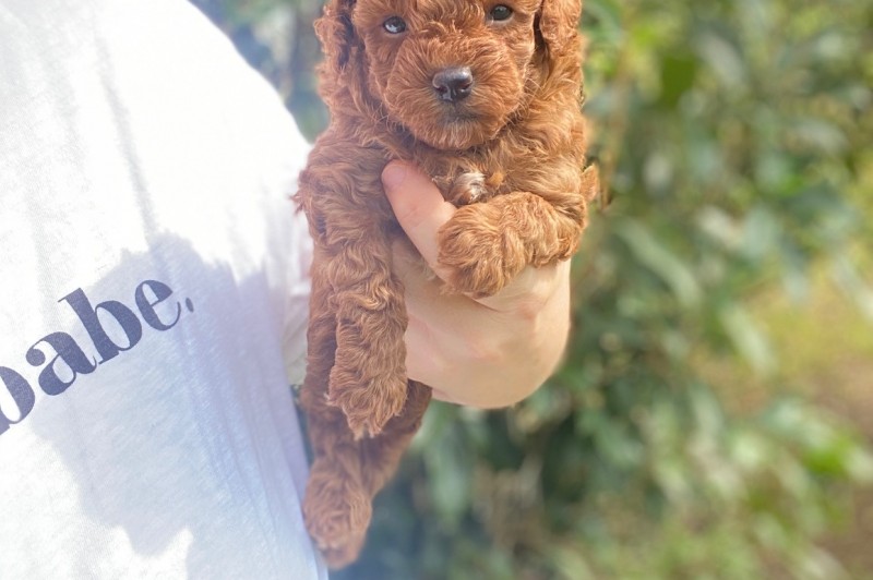 Toy Poodle puppies Ready now Image eClassifieds4u