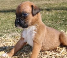  Boxer Puppies For A Wonderful Home.11 Weeks Old/