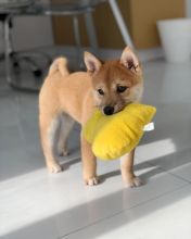 #Charming male and female Shiba Inu puppies