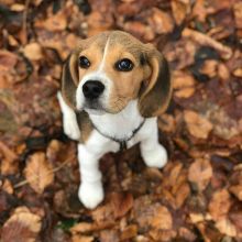 !!!!Two Adorable Beagle puppies looking for a new home!!!!