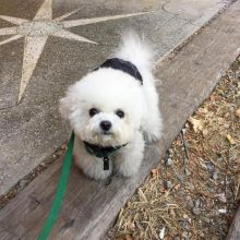 2 Bichon Frise puppies [ spearskayla459@gmail.com]