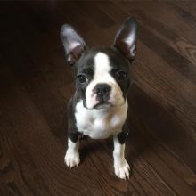 Active Boston Terrier Puppy For Adoption