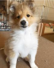 Beautiful Sheltie puppies.