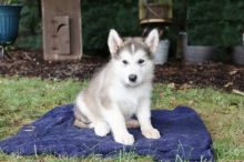 CBCA Alaskan Malamute puppies