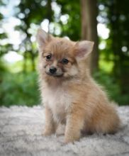 CBCA Pomeranian puppies