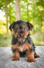 CBCA Yorkie puppies