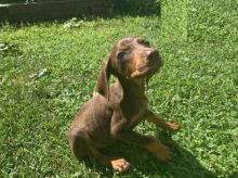 Doberman pinscher puppies