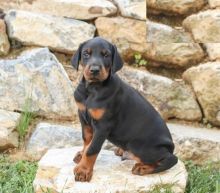 Doberman pinscher puppies, (boy and girl)